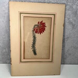 1793 Curtis Botanical Magazine
Antique Print Red Bell Flower #220
